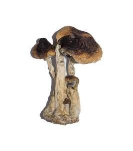 SOUTH AMERICAN MAGIC MUSHROOM